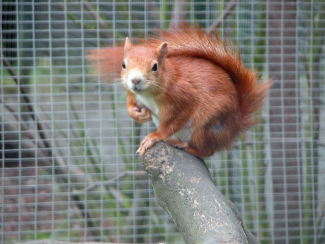[Squirrel022.jpg]