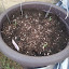 Hot pepper mix 