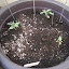 bush beefsteak