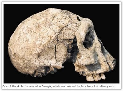 hominids