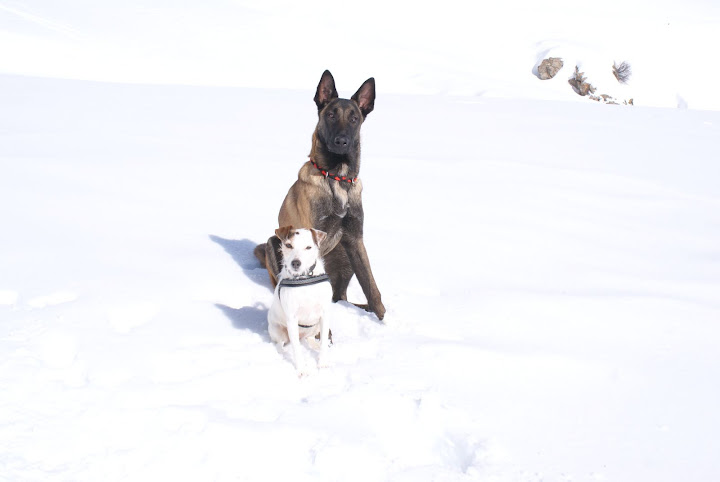 Quel(s) collier(s) pour votre chien? - Page 3 DSC05033