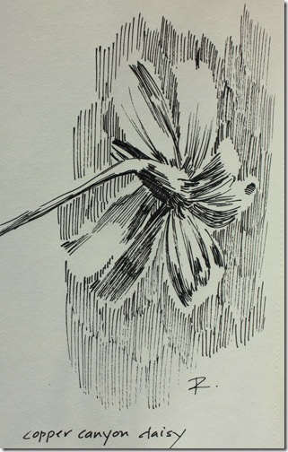 ink drawing of copper canyon daisy