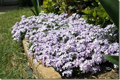 photo of purple phlox blooms