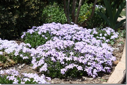 photo of purple phlox blooms