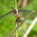 Spangled Skimmer Dragonfly