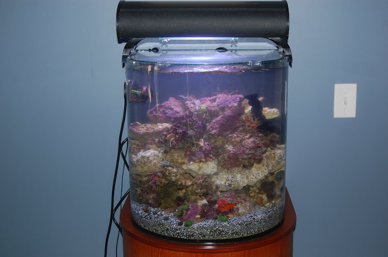 Current USA Cardiff Aquarium Reef Build 69596