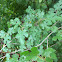 White Mulberry