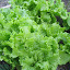 Black seeded simpson lettuce