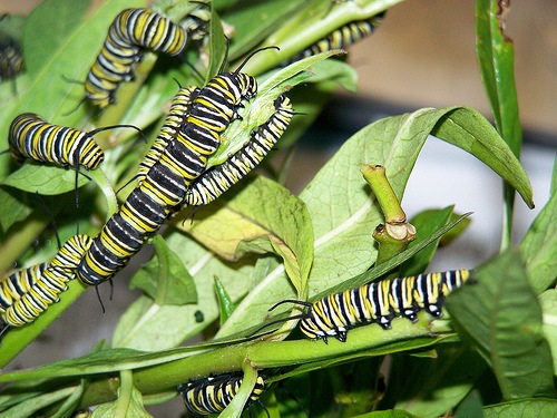 [bugs[3].jpg]