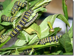 bugs