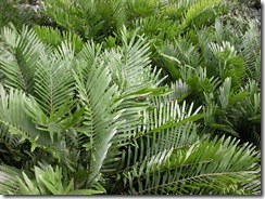 Coontie 2