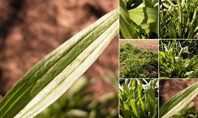 View Plantain