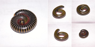 View Millipede