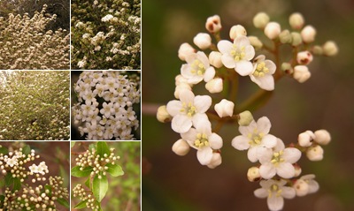 View Viburnum