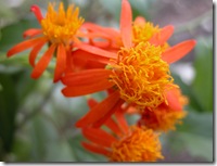 DSCN0343