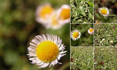 View Fleabane