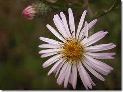 DSCN0035