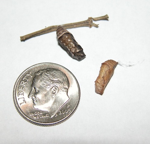 [chrysalis[4].jpg]
