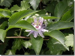 DSCN0307