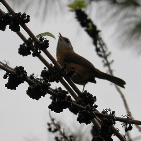 [bird3[5].jpg]