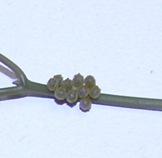 poly2