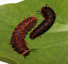 Polydamas Caterpillars