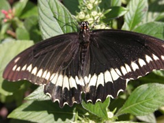 DSCN0305