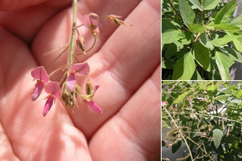 View Desmodium