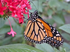 Monarch Butterfly