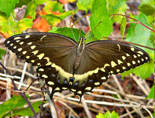 image Palamedes Swallowtail photo by Bob Peterson.