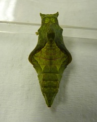 polydamas swallowtail chrysalis (green form)