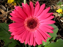 DSCN7053
