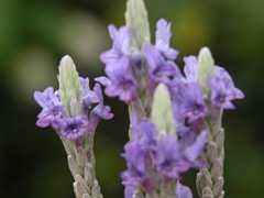 DSCN0230