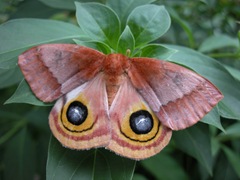 Female Io Moth