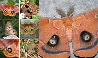 View Eyespots