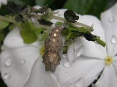 DSCN0142