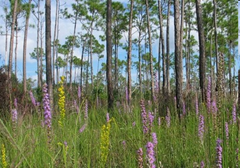 Photo courtesy Institute for Regional Conservation