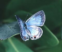 Photo courtesy of NABA: Miami Blue (Hemiargus thomasi) ahia Honda State Park, Monroe Co., FL February 6, 2003 (J Glassberg)