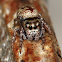 Salticidae
