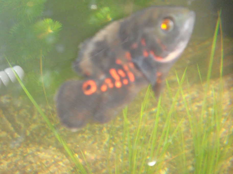 DSC00211.JPG