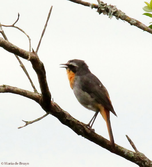 Spotting Image 1