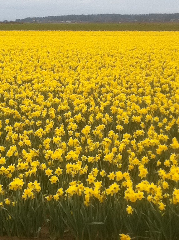 [daffodils (1)[6].jpg]