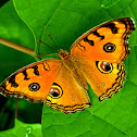 Peacock Pansy