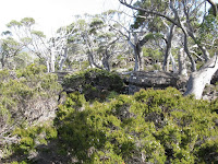 IMG_3073 Snow gum woodland on saddle .JPG Photo