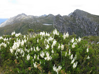 IMG_3129 Agastachys and Promontory Lake.JPG Photo