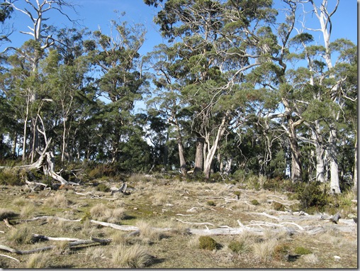 IMG_3697 Woodland on summit plateau