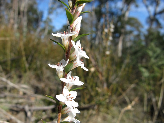 [IMG_3820 Epacris[4].jpg]