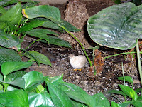 Little Quail? or something