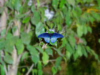Common Blue Morpho