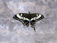 Unkown Broken Wing